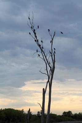 Cormorant Community