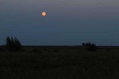 Moon Over the Grasslands