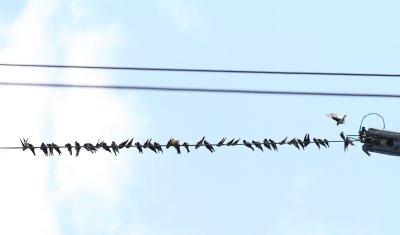 Tree Swallow Lineup