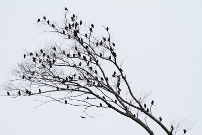 Branch Birds