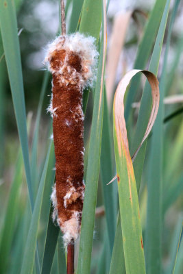 Cattail Curtailed