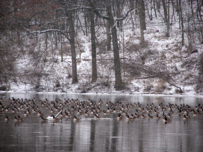 A Gaggle of Geese