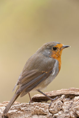 petirojo__erithacus_rubecula