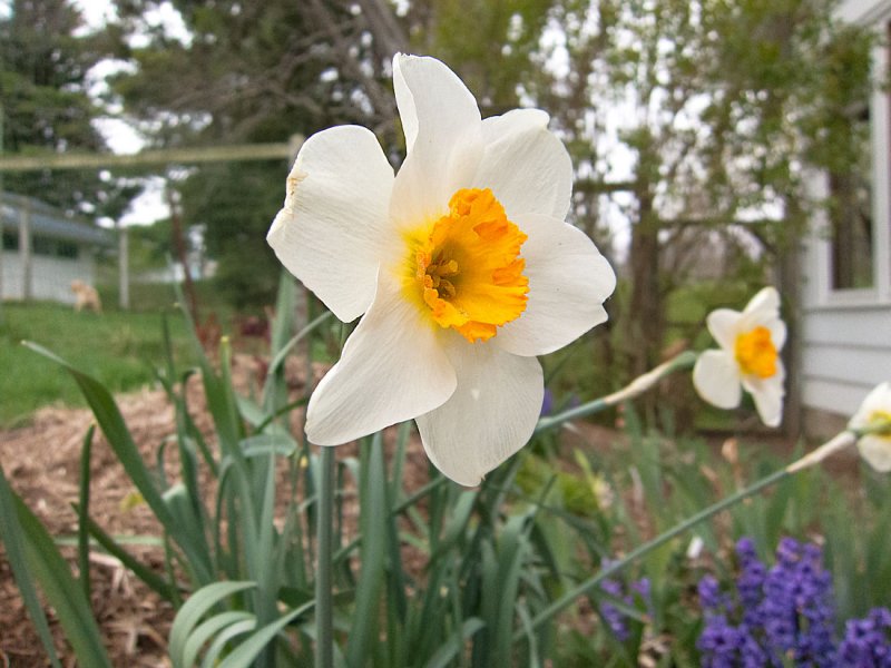 Narcissus Web1100_0135.jpg