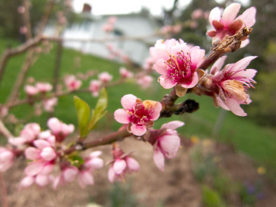 Peach Blooms Web100_0138.jpg