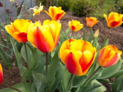 Tulip web 1000_0361.jpg