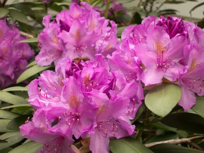 Rhodies Web1000_0509.jpg