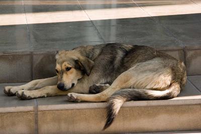 Athens Dog_1346.jpg