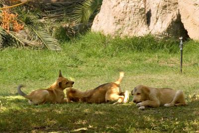 Athens Temple Zeus Pups_1328.jpg