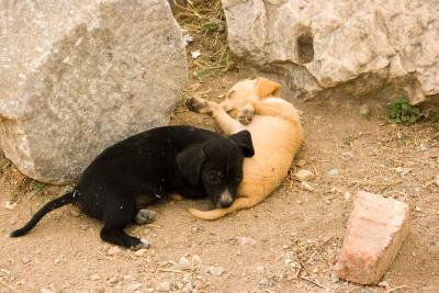 Ephesus Pups_1493.jpg