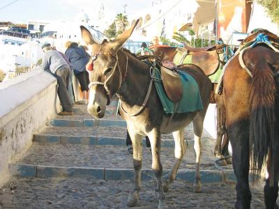 SDSantorini Donkey_0304.jpg