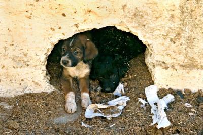 Santorini Pups Wall_1591.jpg