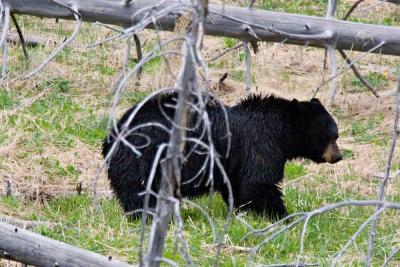 Bear
