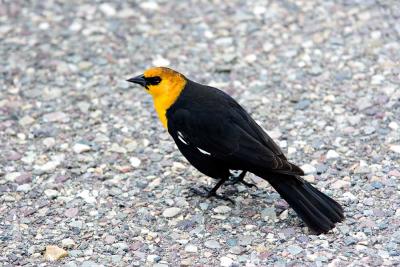 g4/90/194390/3/60969878.Bird_2846.jpg