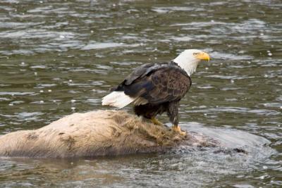 EagleCarc2_2630.jpg