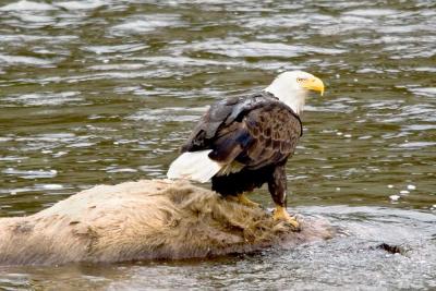 EagleCarc_2631.jpg