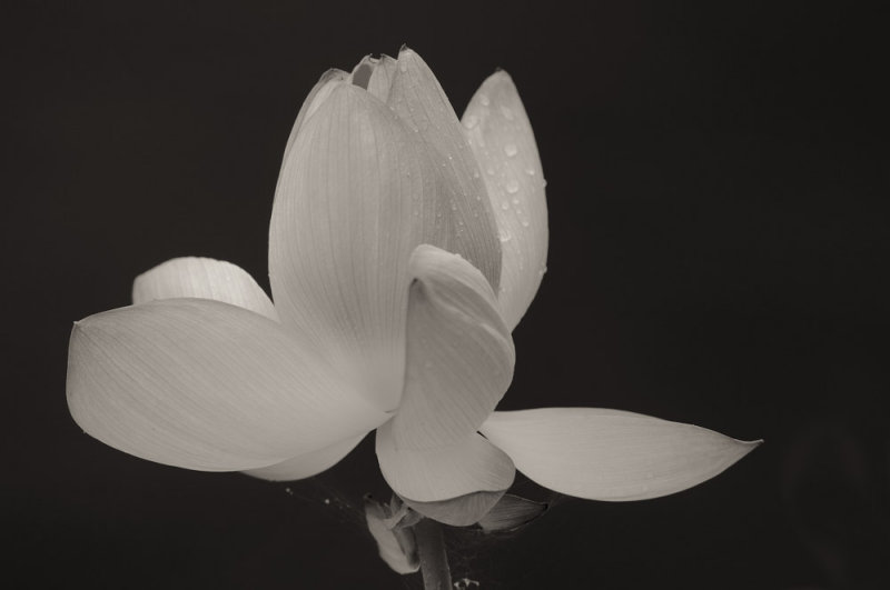 D30_7030 BW.jpg