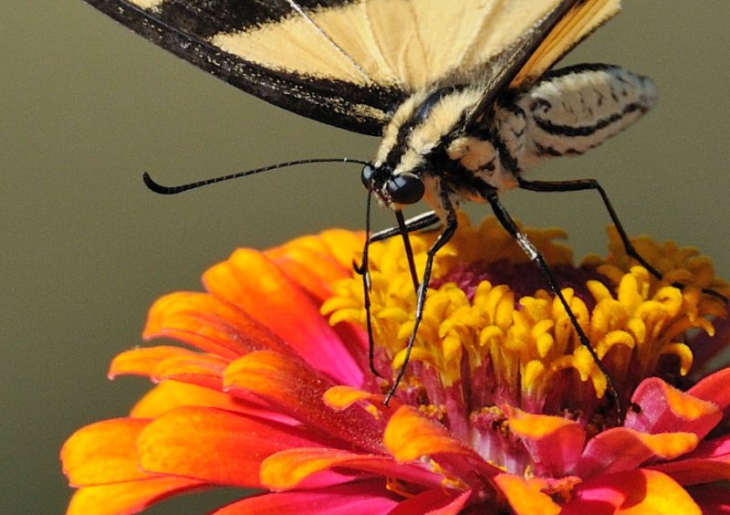 D30_8116 Crop.jpg
