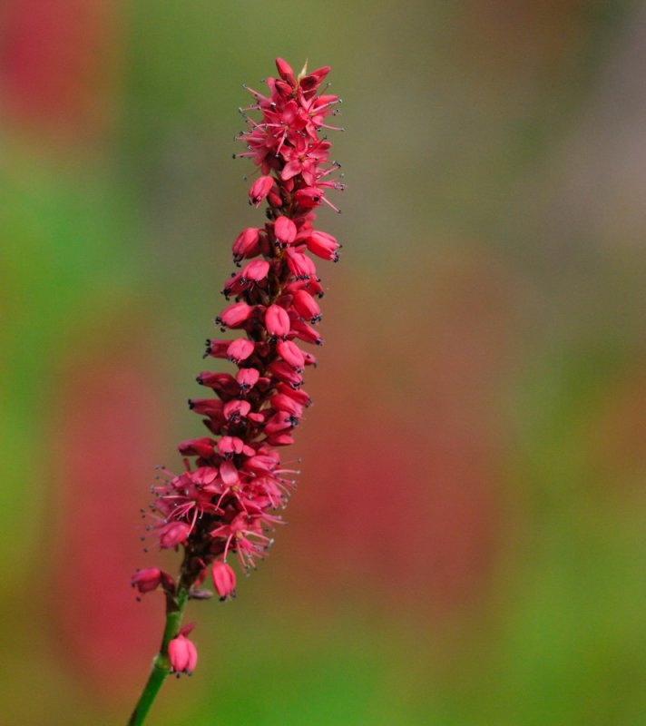 D31_9891.jpg