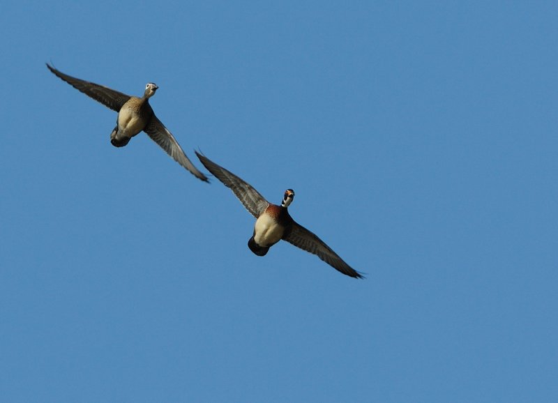 D31_9961.jpg