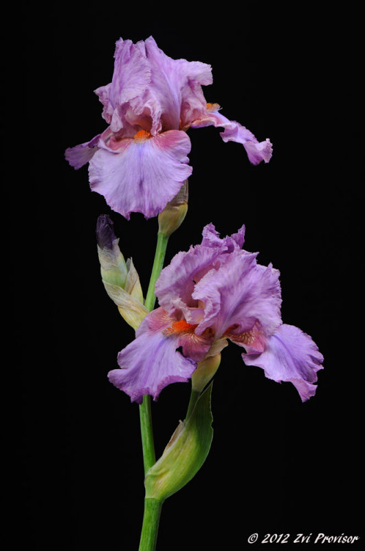 D32_4943.jpg