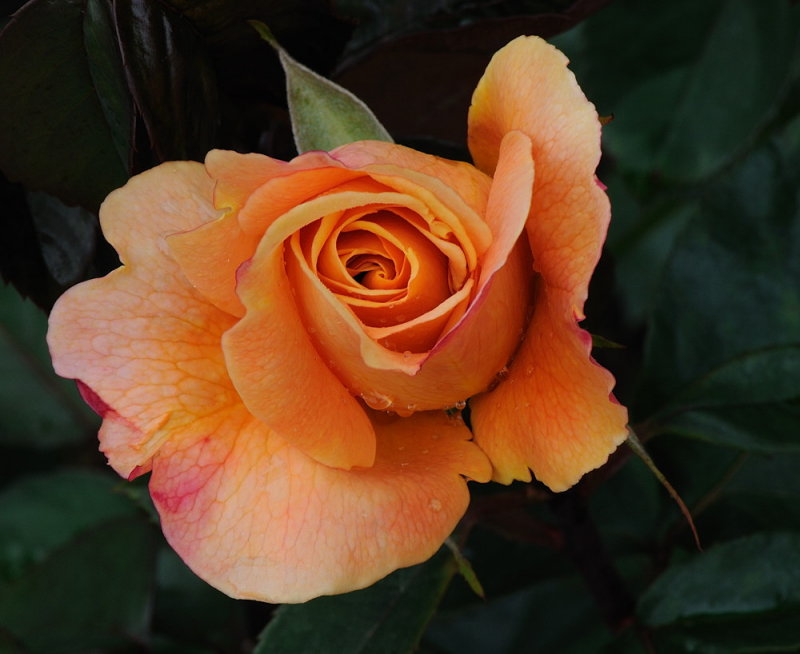 D32_5128.jpg