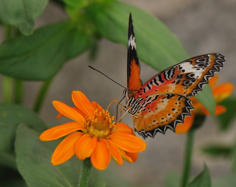 D32_5545.jpg