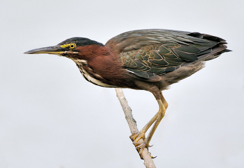 D33_1804.jpg