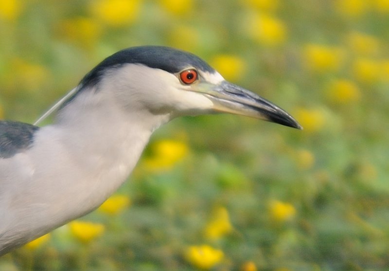 D33_3391 100 Crop.jpg