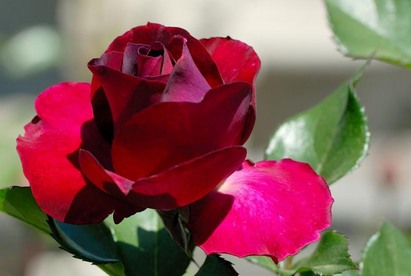 D20_3673 copy.jpg