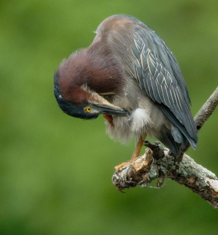 D20_4087 100 crop.jpg