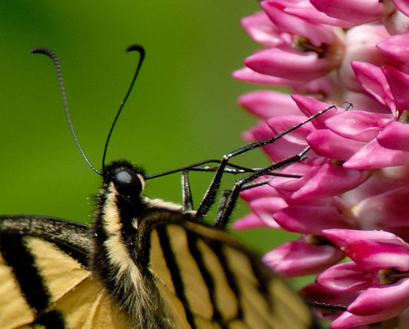 D20_6488 100 crop.jpg