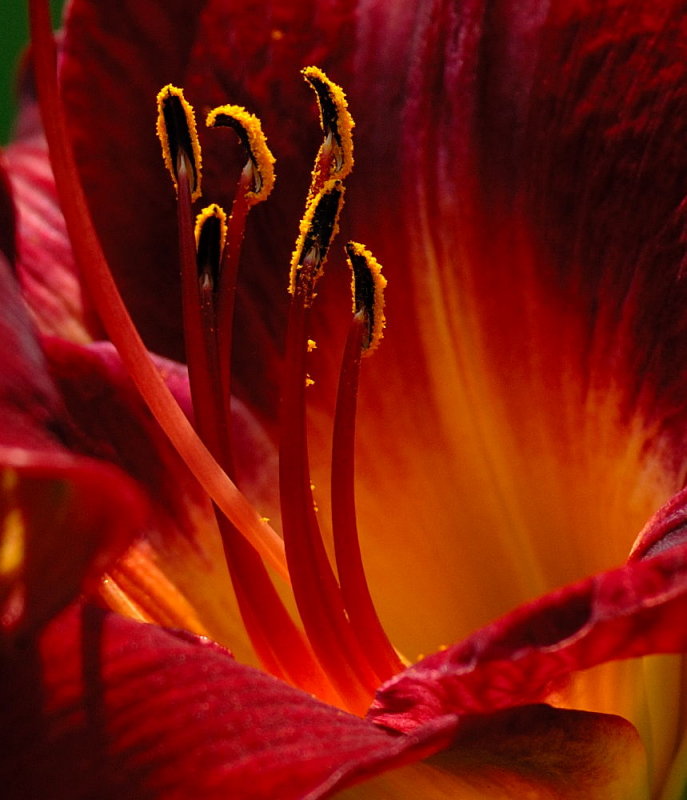 D20_8461 100 crop.jpg