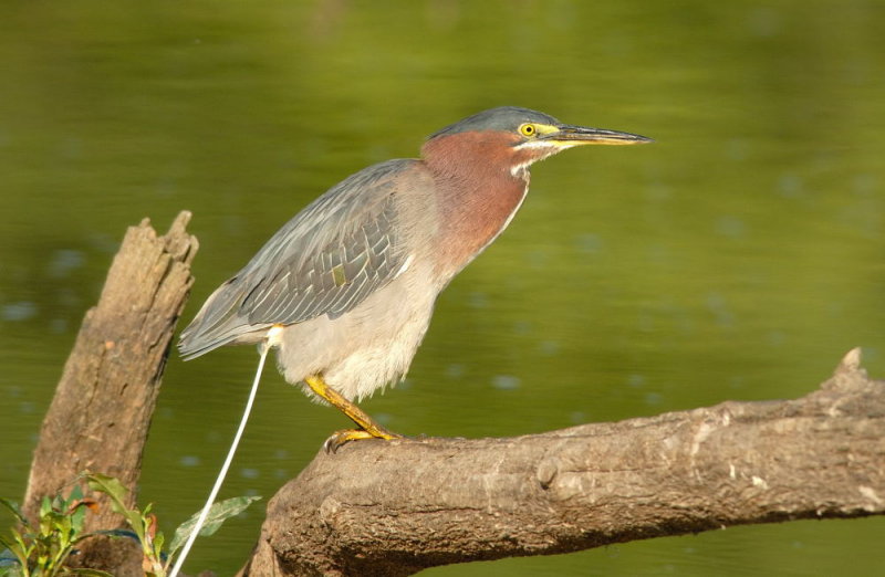 D20_0419 copy.jpg
