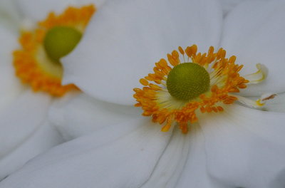 D30_9829 Crop.jpg