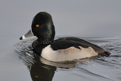 D31_4575.jpg