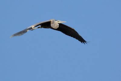 D31_7385.jpg