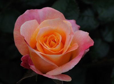 D32_5060.jpg