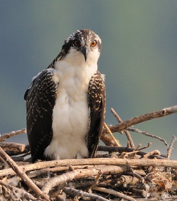 D32_9633 100crop.jpg