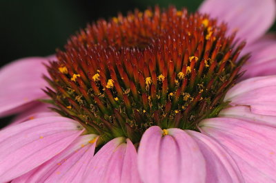 D32_9961.jpg