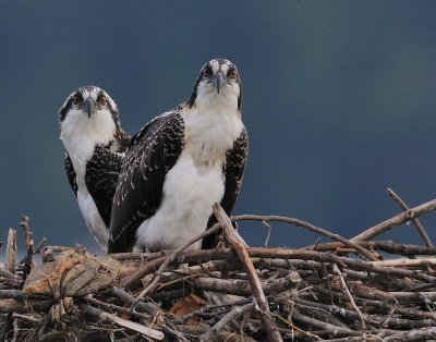 D33_0310.jpg