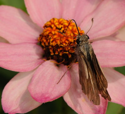 D33_4290.jpg