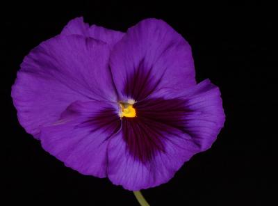 DSC_3670 copy.jpg