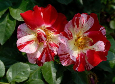 D20_6039 copy.jpg