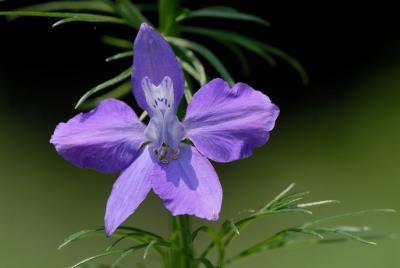 D20_6069 copy.jpg