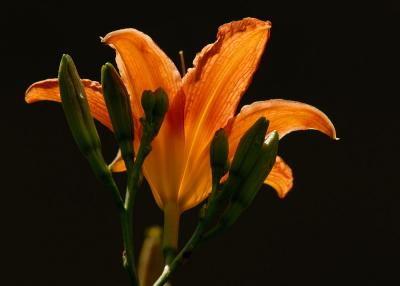 D20_6984 copy.jpg