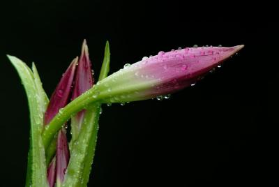 D20_7731 copy.jpg