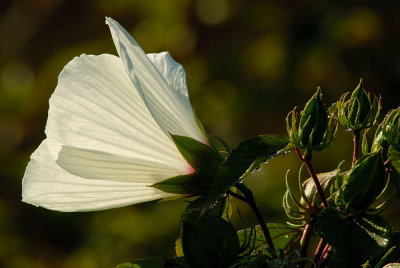 D20_9241 copy.jpg
