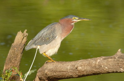 D20_0419 copy.jpg