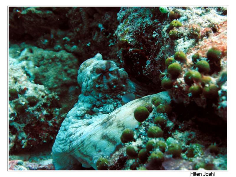 octopus